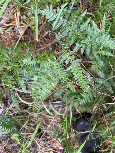Hypolepis muelleri observed 2026-10-19