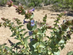 Penstemon acuminatus
