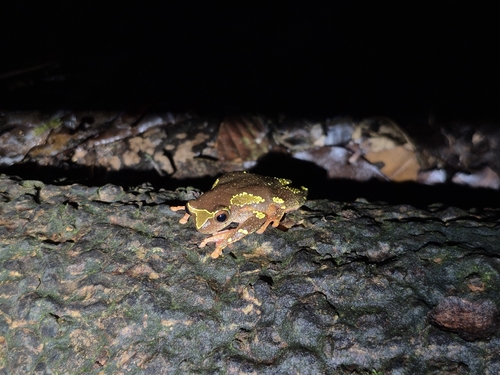 Dendropsophus sarayacuensis, 2026-10-17