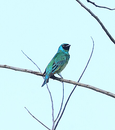 Swallow Tanager