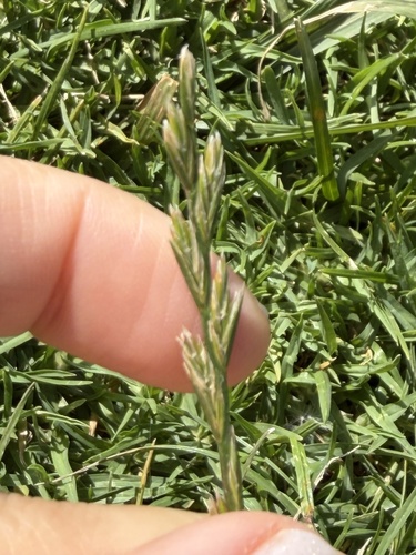 Lolium perenne observed 2026-10-19