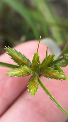 Cyperus compressus observed 2026-10-19
