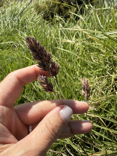 Dactylis glomerata observed 2026-10-19