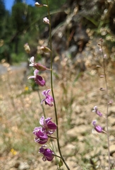 Streptanthus glandulosus hoffmanii