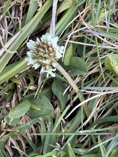 Trifolium repens observed 2026-10-19