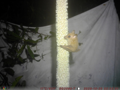 Syconycteris australis observed 2026-10-20