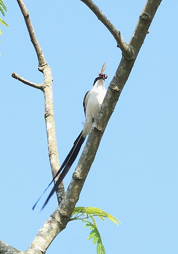 Fork-tailed Flycatcher