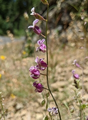 Streptanthus glandulosus hoffmanii