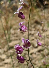 Streptanthus glandulosus hoffmanii