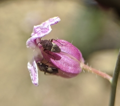 Streptanthus glandulosus hoffmanii
