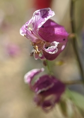 Streptanthus glandulosus hoffmanii