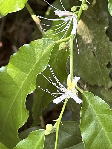 Capparis micracantha observed 2026-10-20