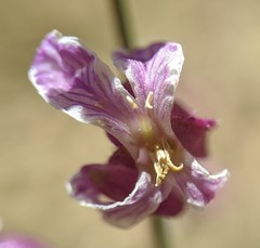 Streptanthus glandulosus hoffmanii