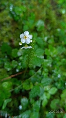 Trigonotis formosana elevatovenosa