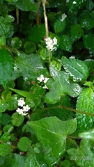 Trigonotis formosana elevatovenosa