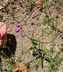 Streptanthus glandulosus hoffmanii