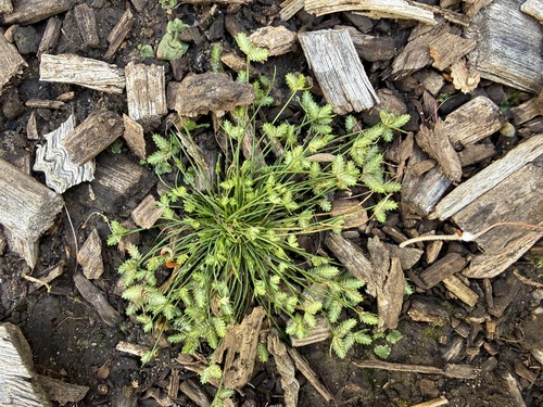 Isolepis levynsiana observed 2026-10-20