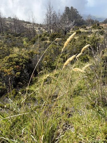 Anthoxanthum odoratum observed 2026-10-19