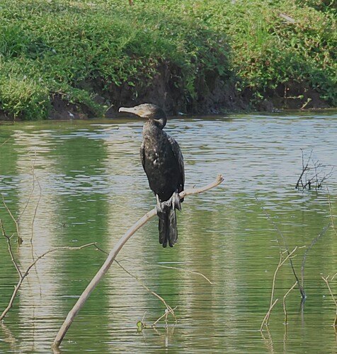 Neotropic Cormorant