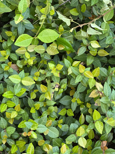 Trachelospermum gracilipes observed 2026-10-19