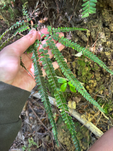 Adiantum hispidulum observed 2026-10-20