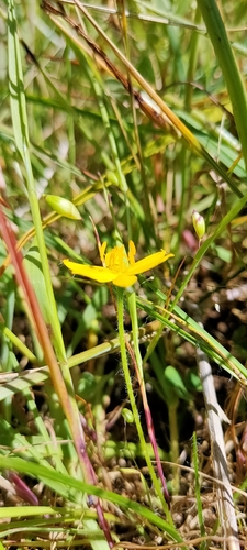 Hypoxis hygrometrica observed 2026-10-20