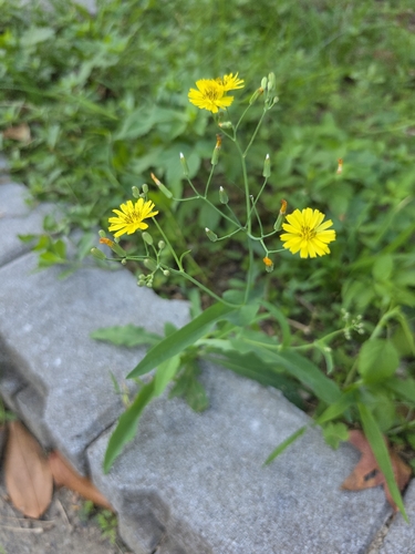 Ixeris chinensis observed 2026-10-20