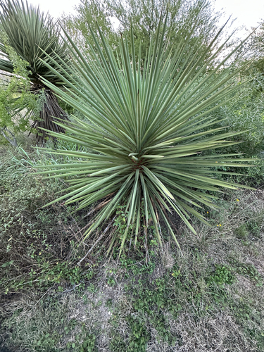 Spanish dagger