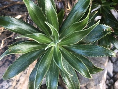 Macrolearia angustifolia