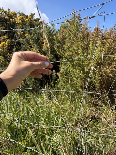 Paspalum urvillei observed 2026-10-19
