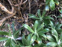 Macrolearia angustifolia