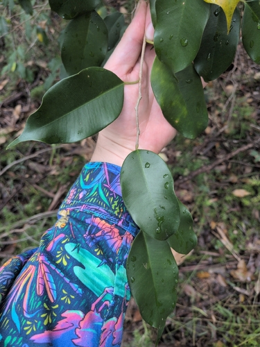Ficus benjamina observed 2026-10-20