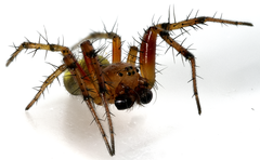 Araniella opisthographa
