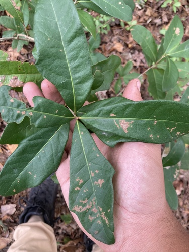 Quercus laurifolia observed 2026-10-19