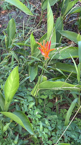 Heliconia observed 2026-10-17