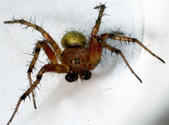 Araniella opisthographa