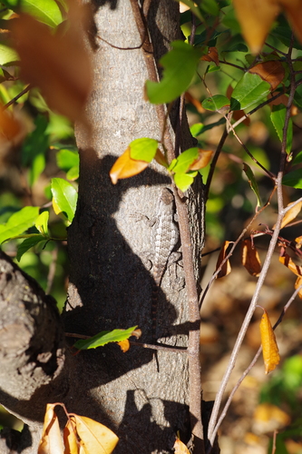Texas Spiny Lizard