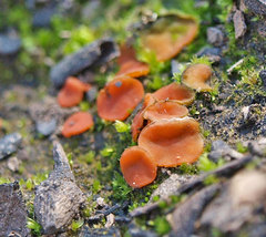 Anthracobia muelleri