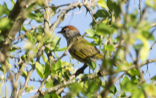 Hylophilus, 2026-10-18