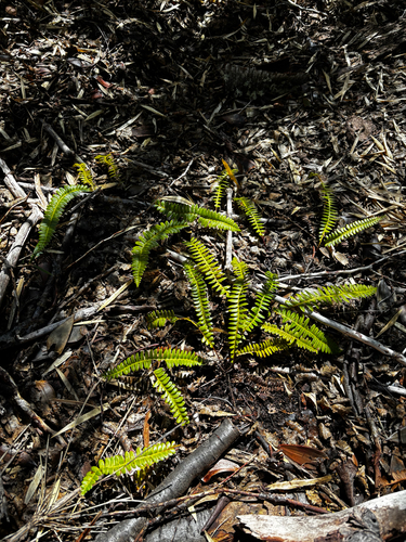 Austroblechnum penna-marina observed 2026-10-16