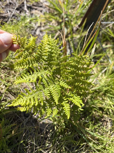 Pteridium, 2026-10-19