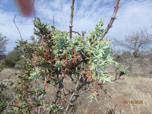 redberry juniper
