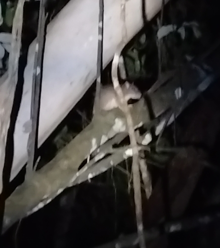 Uromys caudimaculatus observed 2026-10-18