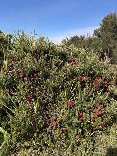 Leptecophylla tameiameiae observed 2026-10-19