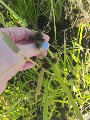 Cyperus difformis observed 2026-10-19