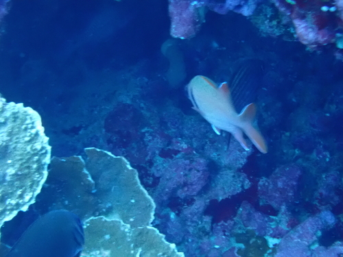 Myripristis kuntee observed 2026-10-02