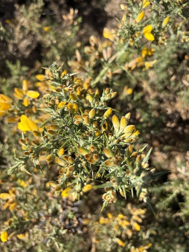 Ulex europaeus observed 2026-10-19