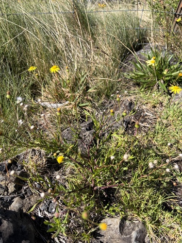 Senecio madagascariensis observed 2026-10-19