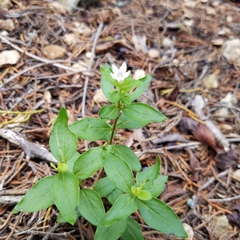 Spigelia hedyotidea