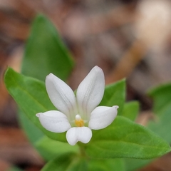Spigelia hedyotidea